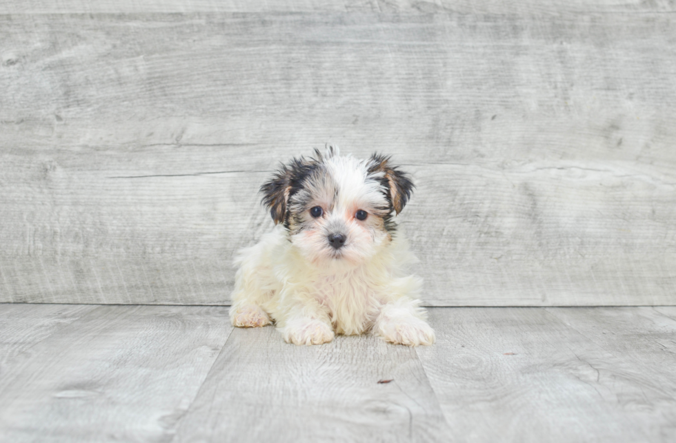 Friendly Morkie Baby