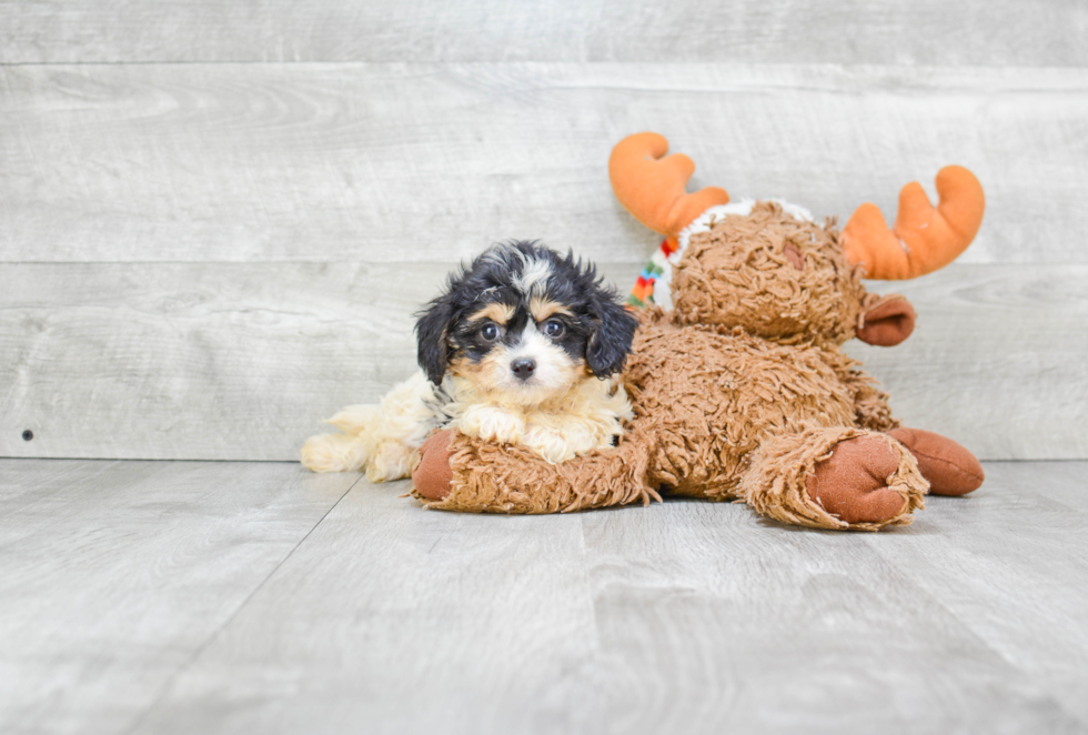 Little Cavalier Designer Puppy