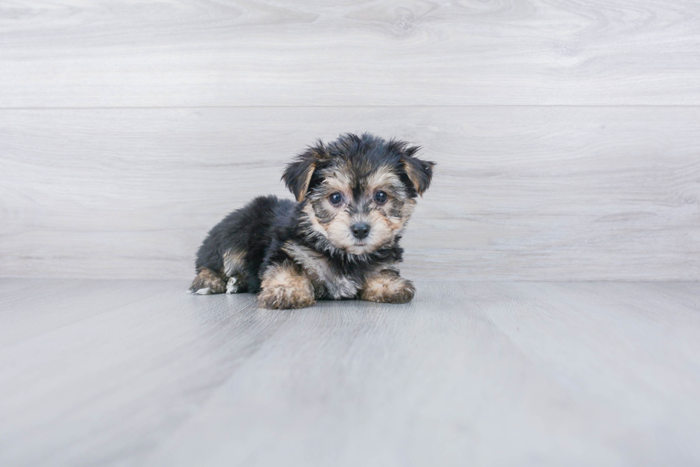 Best Morkie Baby