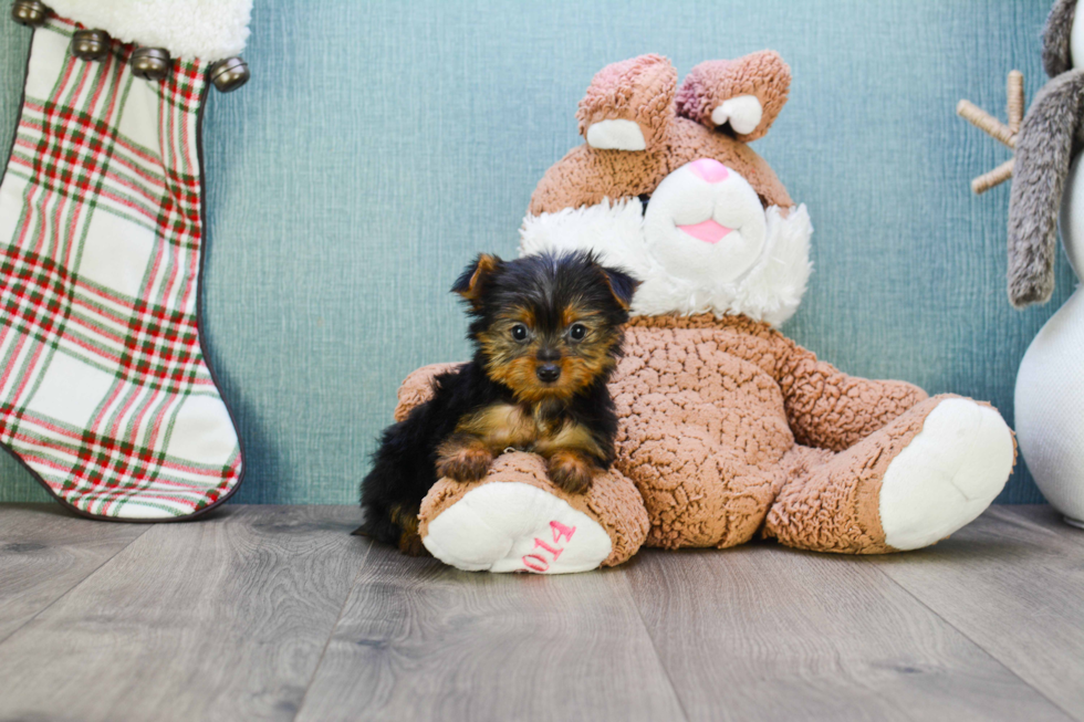 Meet Joey - our Yorkshire Terrier Puppy Photo 