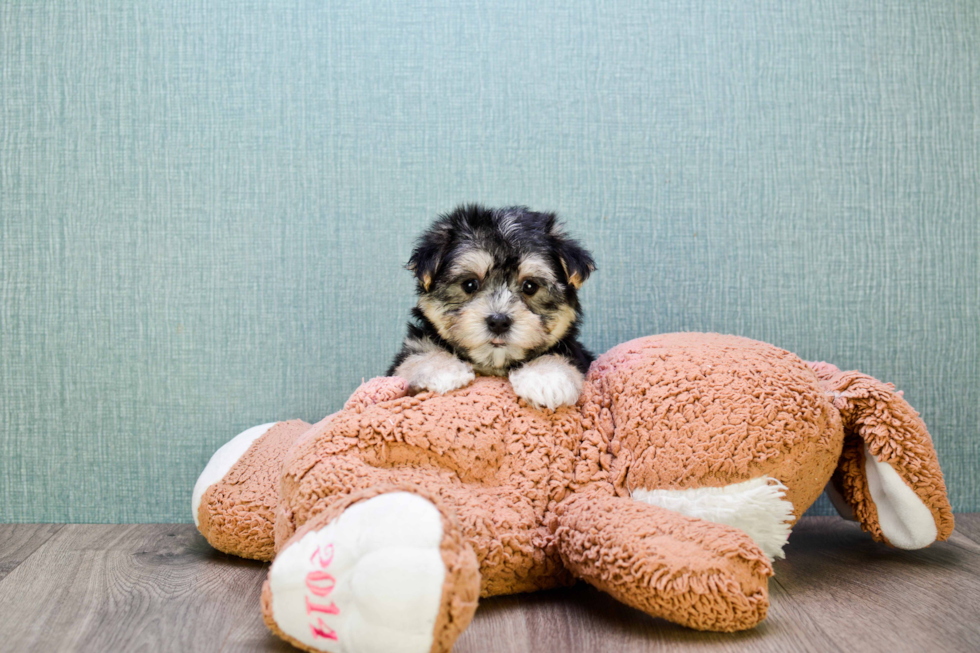 Adorable Yorkie Designer Puppy