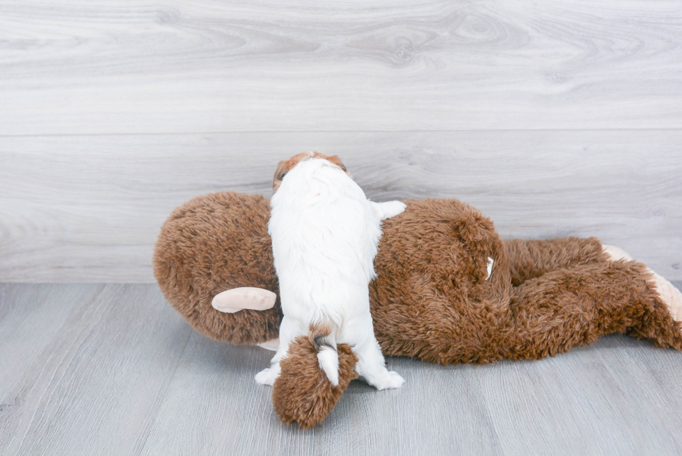 Hypoallergenic Yorkie Designer Puppy