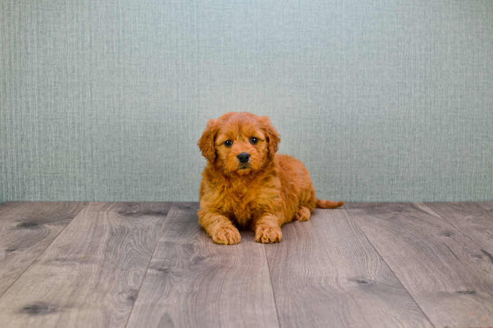 Mini Goldendoodle Pup Being Cute