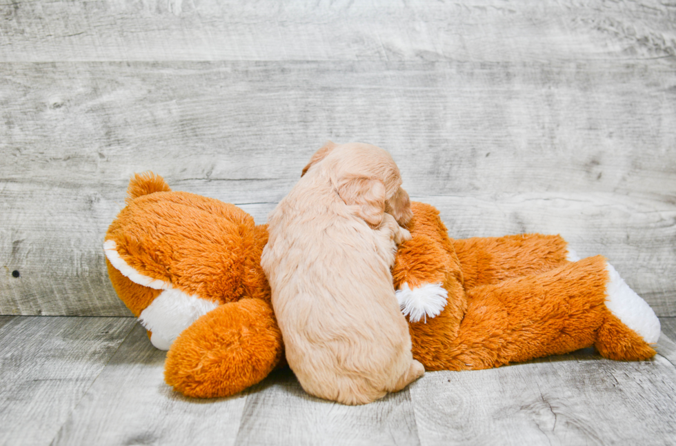 Mini Goldendoodle Pup Being Cute