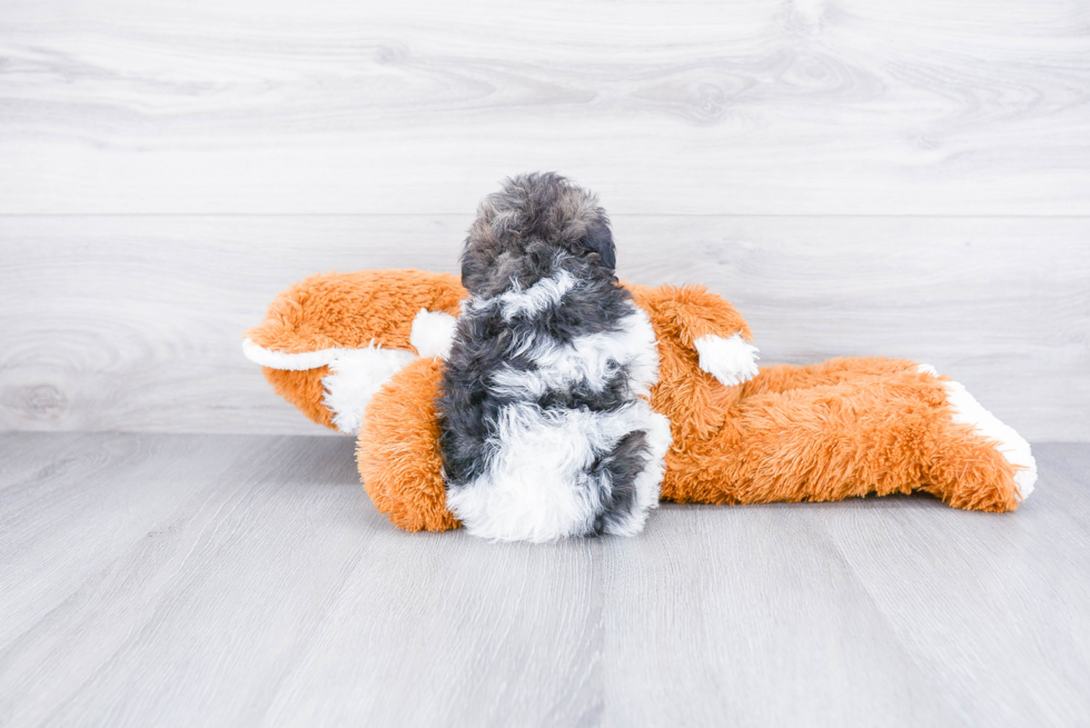 Playful Havanese Purebred Pup