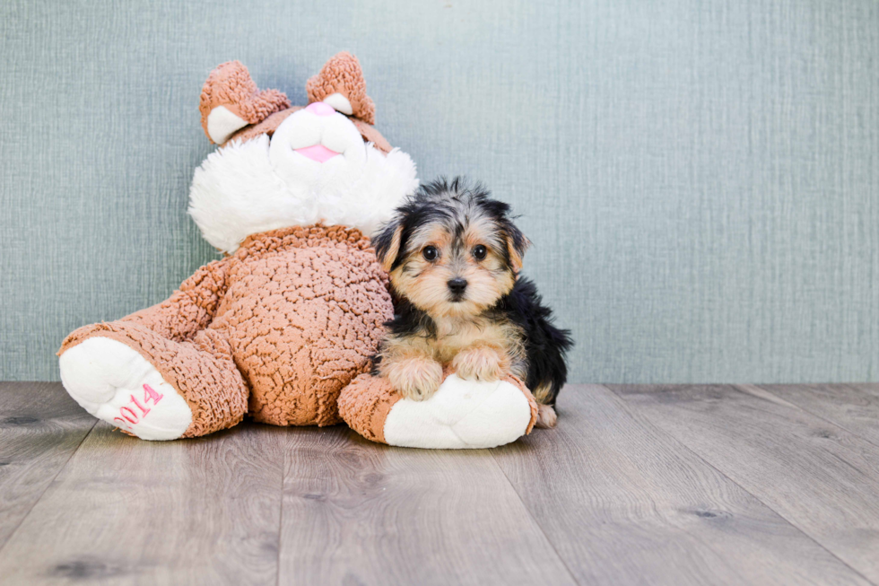 Best Morkie Baby