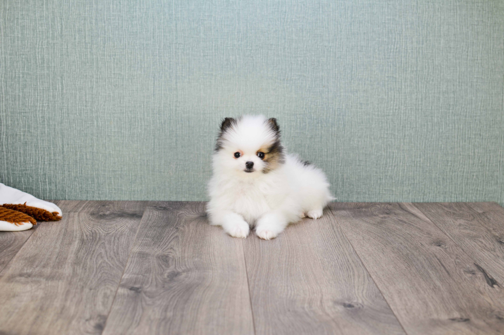 Akc Registered Pomeranian Baby