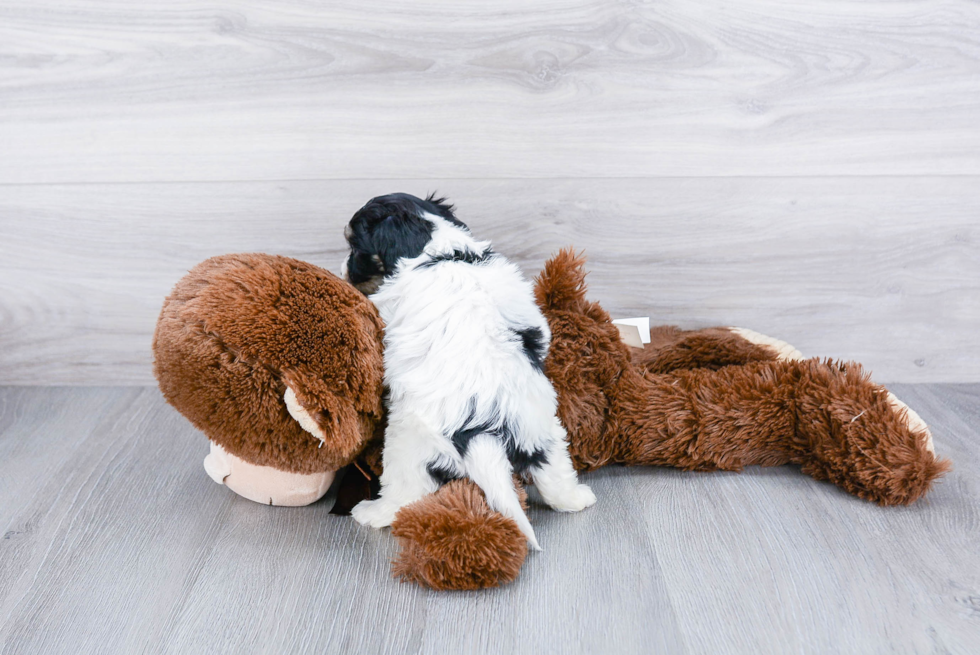 Playful Cavalier Designer Puppy