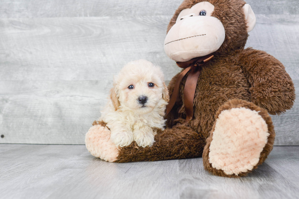 Energetic Maltese Poodle Poodle Mix Puppy