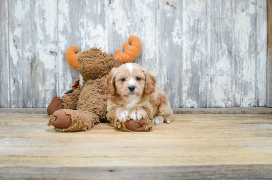 Best Cavachon Baby