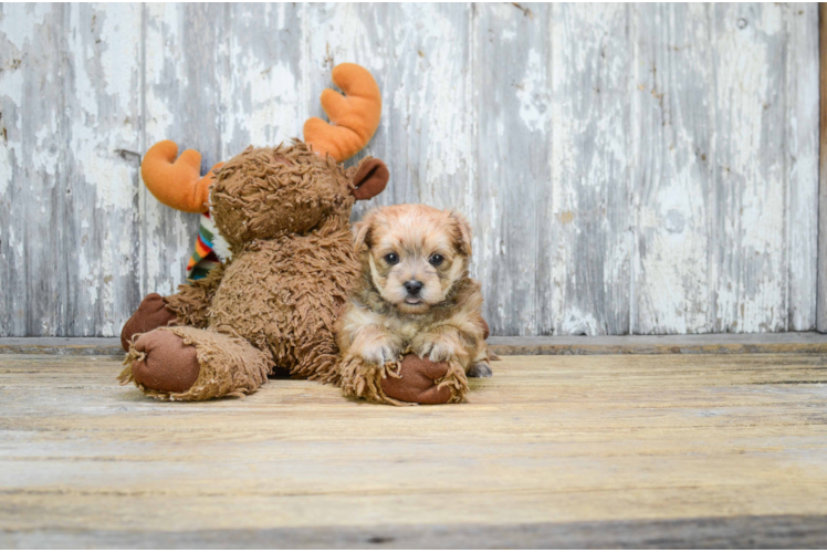 Morkie Pup Being Cute
