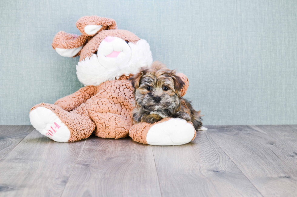 Small Morkie Baby