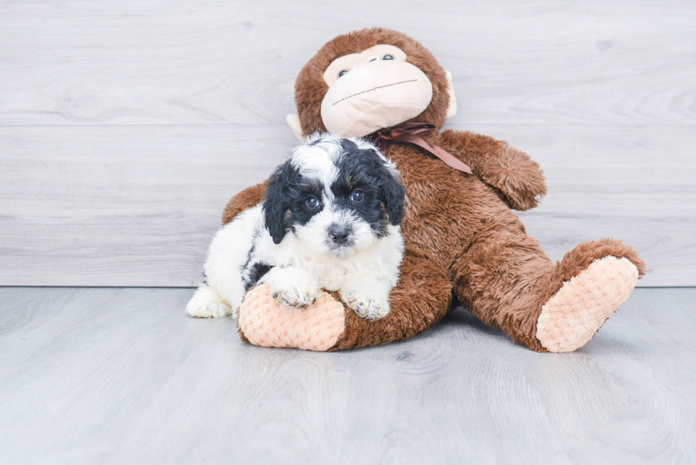 Petite Mini Bernedoodle Poodle Mix Pup