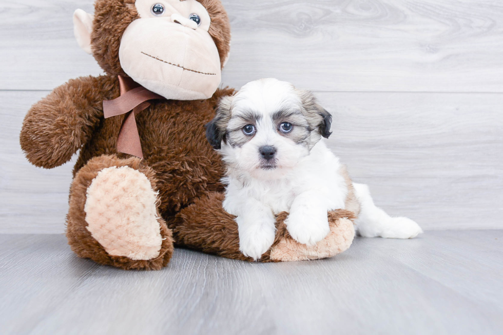 Teddy Bear Puppy for Adoption