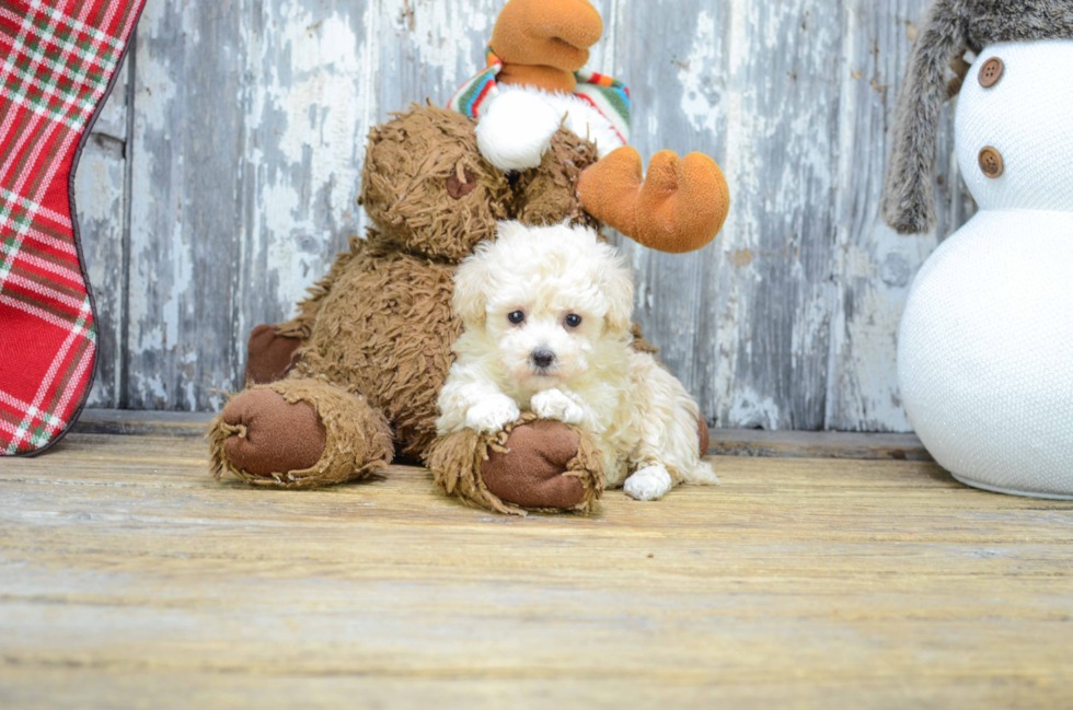 Adorable Pudle Purebred Puppy