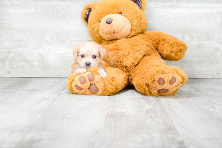 Morkie Pup Being Cute