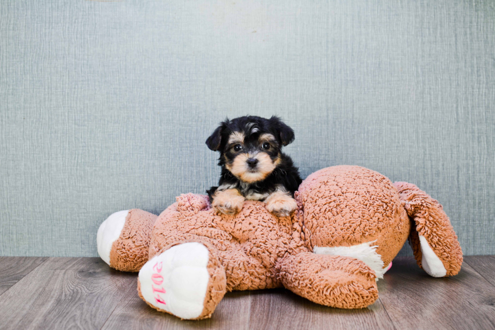 Petite Morkie Designer Pup