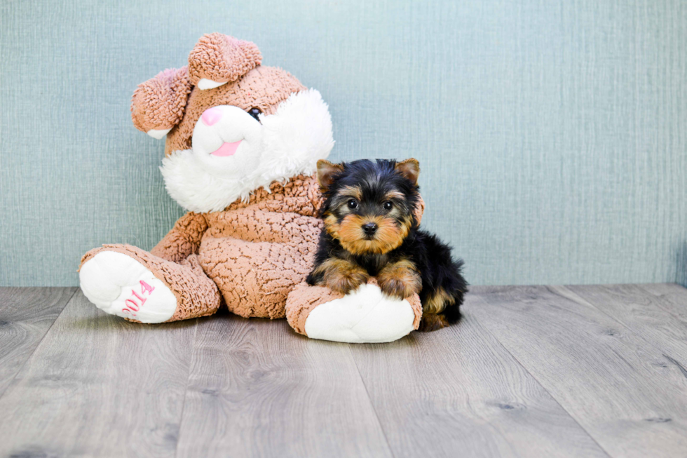 Meet Beckham - our Yorkshire Terrier Puppy Photo 