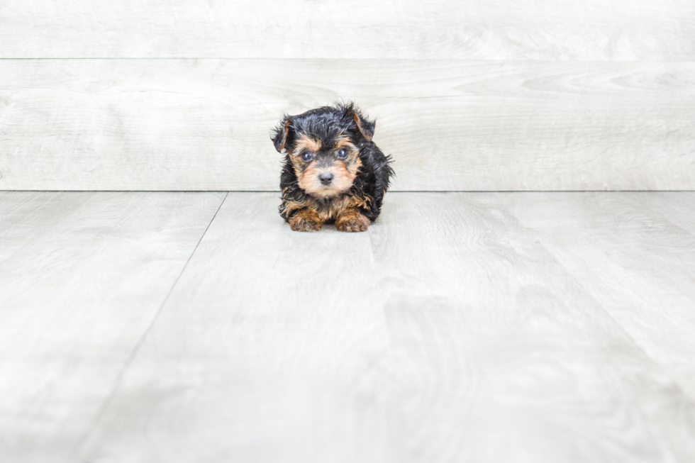 Fluffy Yorkie Poo Poodle Mix Pup