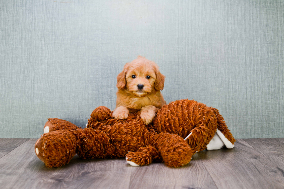 Happy Mini Goldendoodle Baby