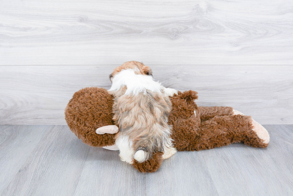 Energetic Shichon Designer Puppy