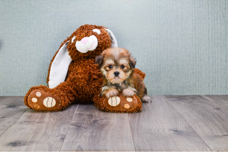 Morkie Pup Being Cute