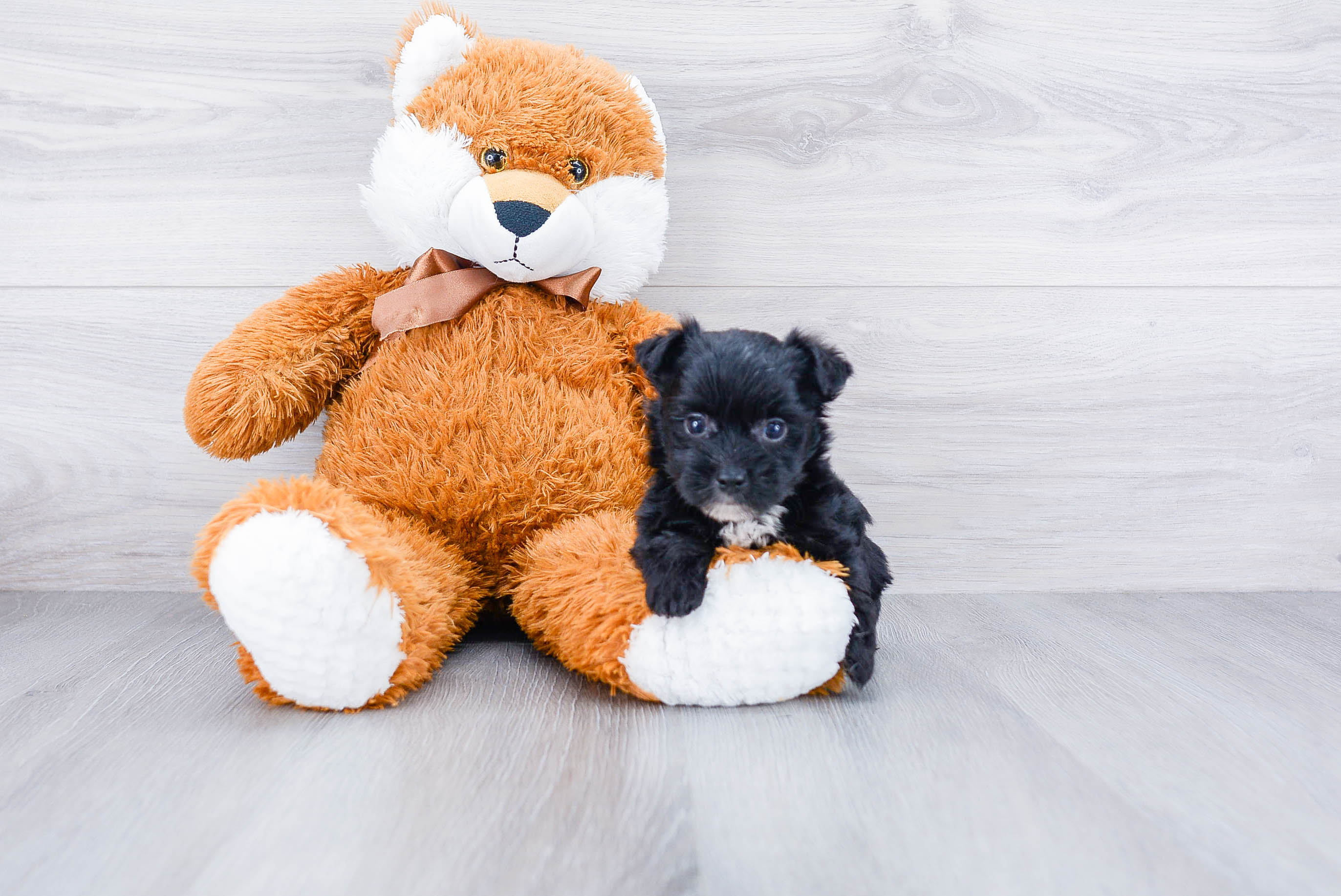 Best Morkie Baby