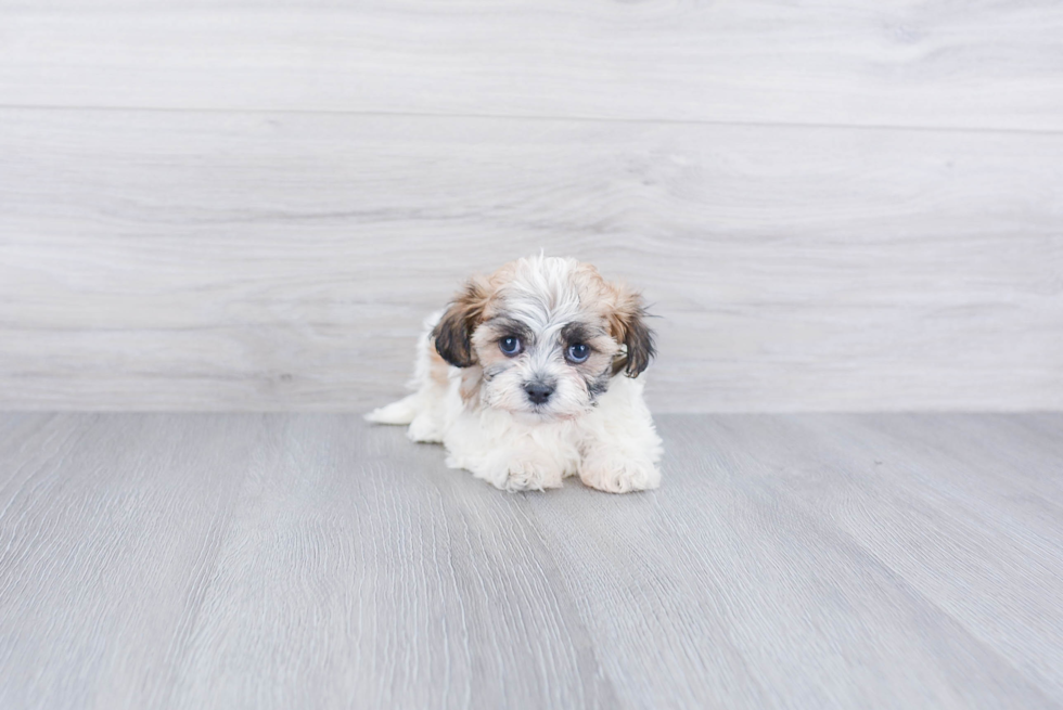 Teddy Bear Pup Being Cute