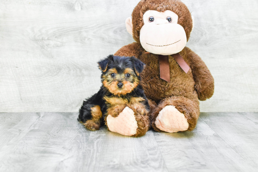 Meet Bella - our Yorkshire Terrier Puppy Photo 