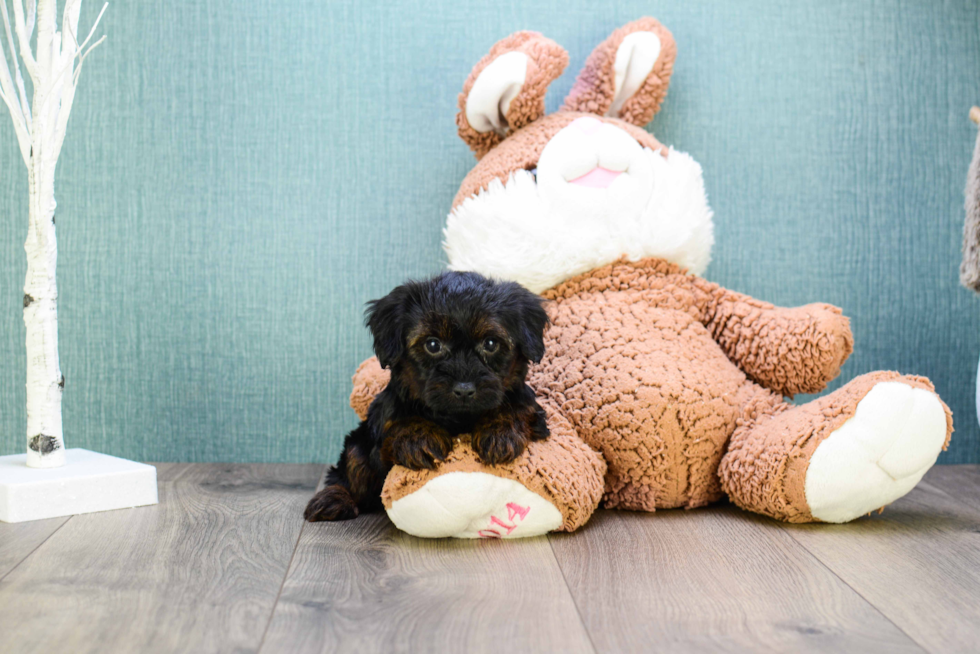 Yorkie Poo Pup Being Cute