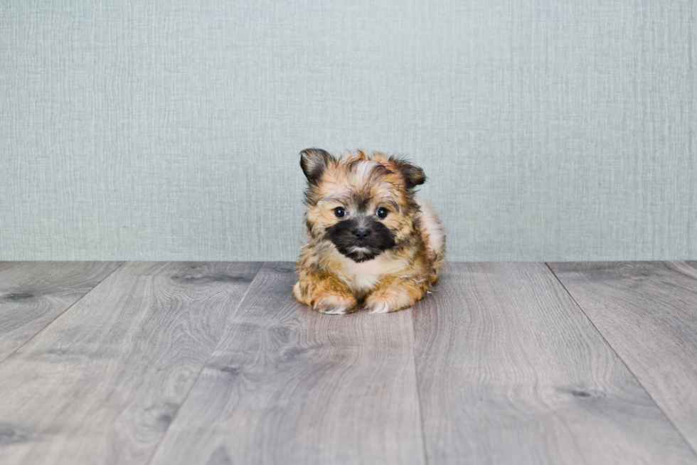 Morkie Pup Being Cute
