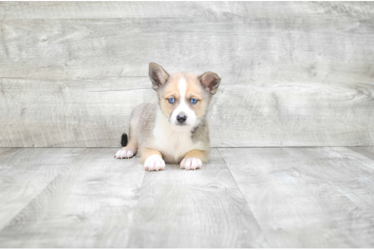 Energetic Mini Husky Designer Puppy