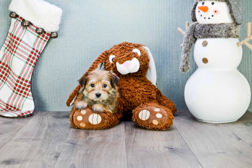Petite Morkie Designer Pup