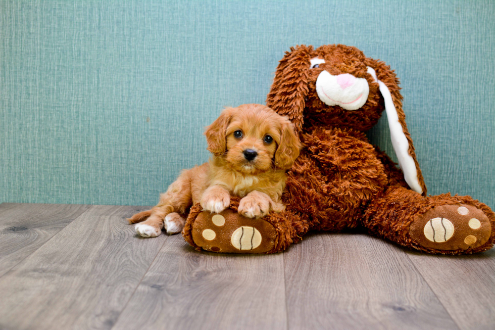 Best Cavapoo Baby