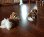 Puppy For Sale Premier Pups Puppy For Sale Premier Pups