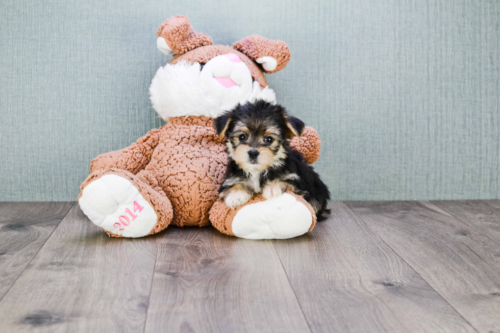Small Morkie Baby