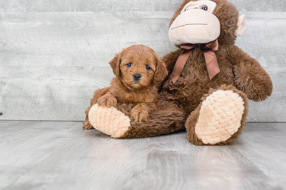 Small Cockapoo Baby