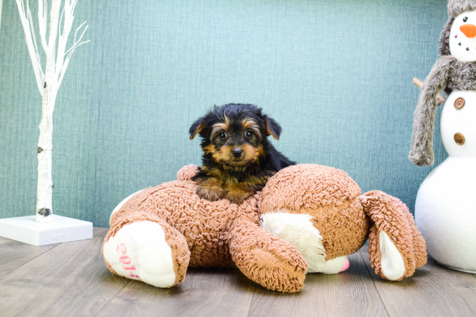 Meet Teacup-Lisa - our Yorkshire Terrier Puppy Photo 