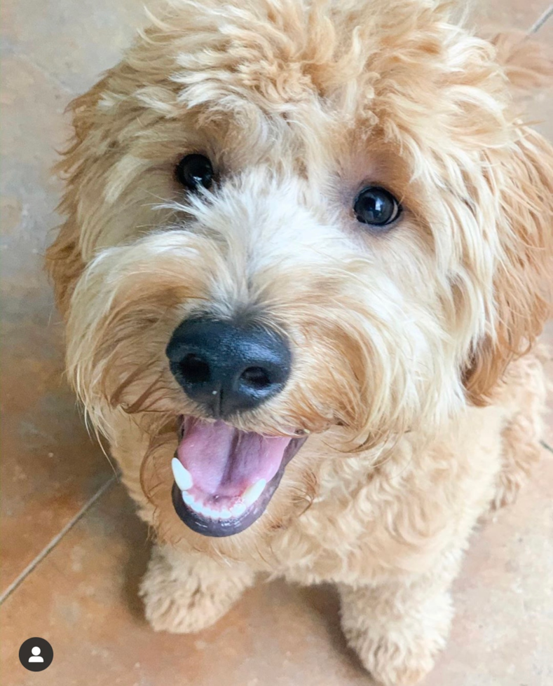 Mini Goldendoodle Being Cute