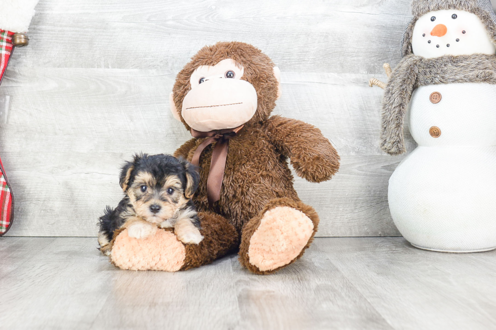 Popular Morkie Designer Pup