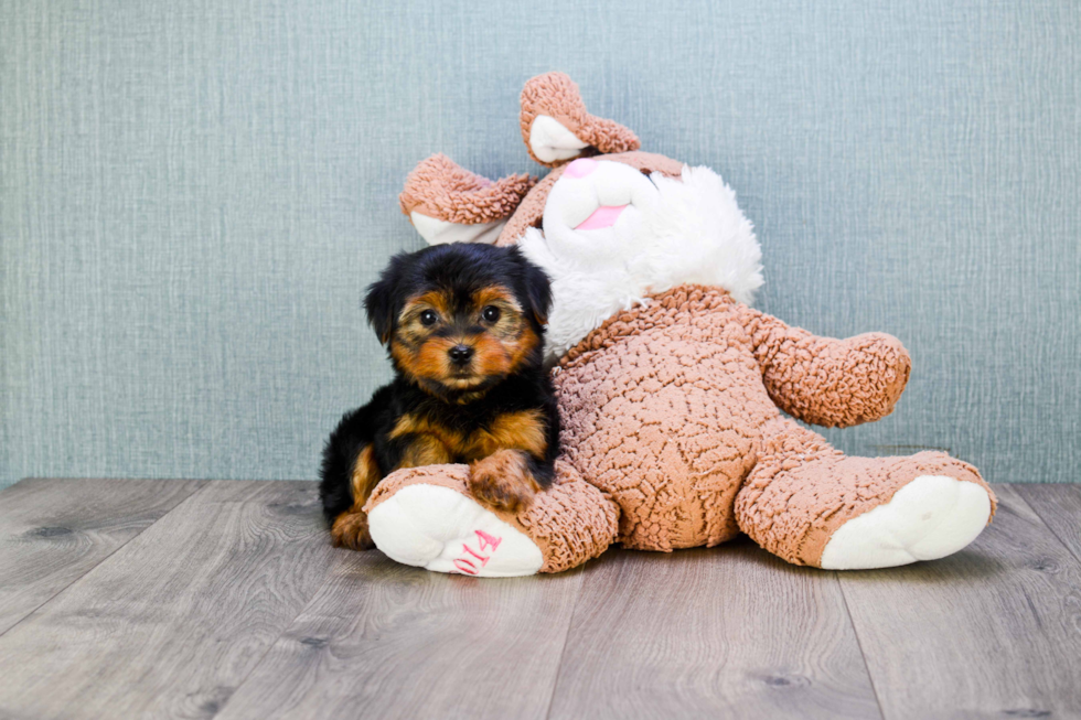 Meet Izzie - our Yorkshire Terrier Puppy Photo 