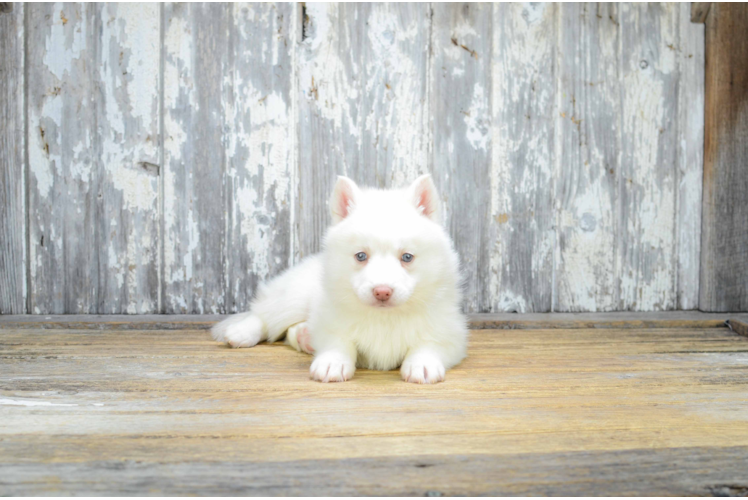 Pomsky Puppy for Adoption