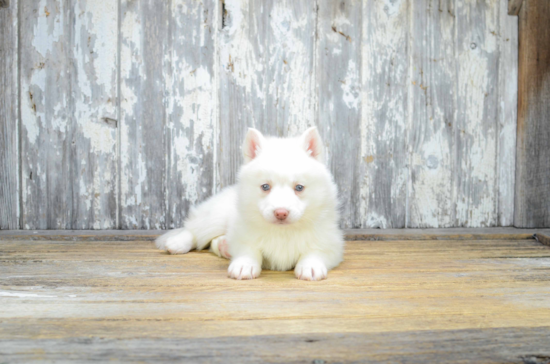 Pomsky Puppy for Adoption