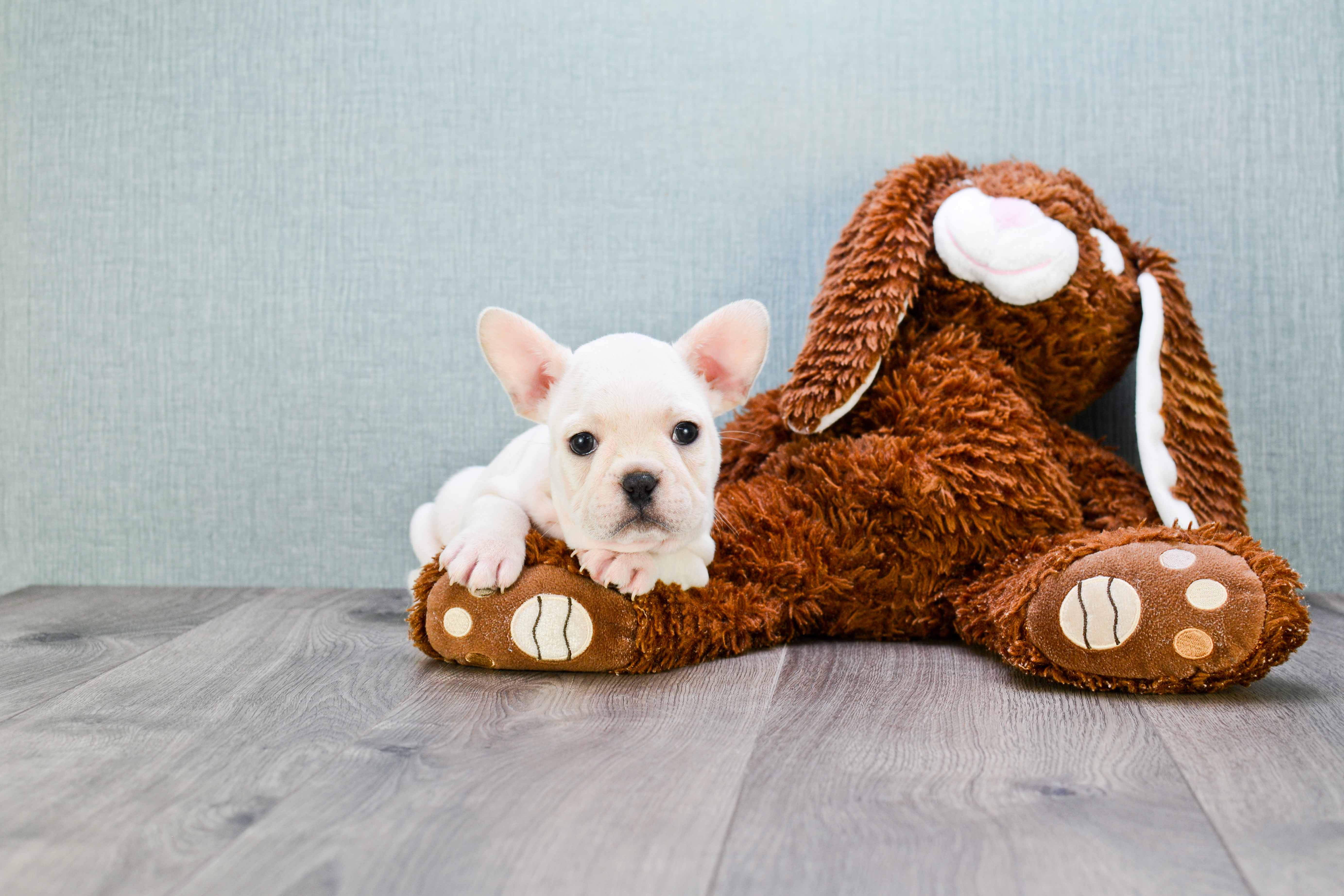 French Bulldog Pup Being Cute