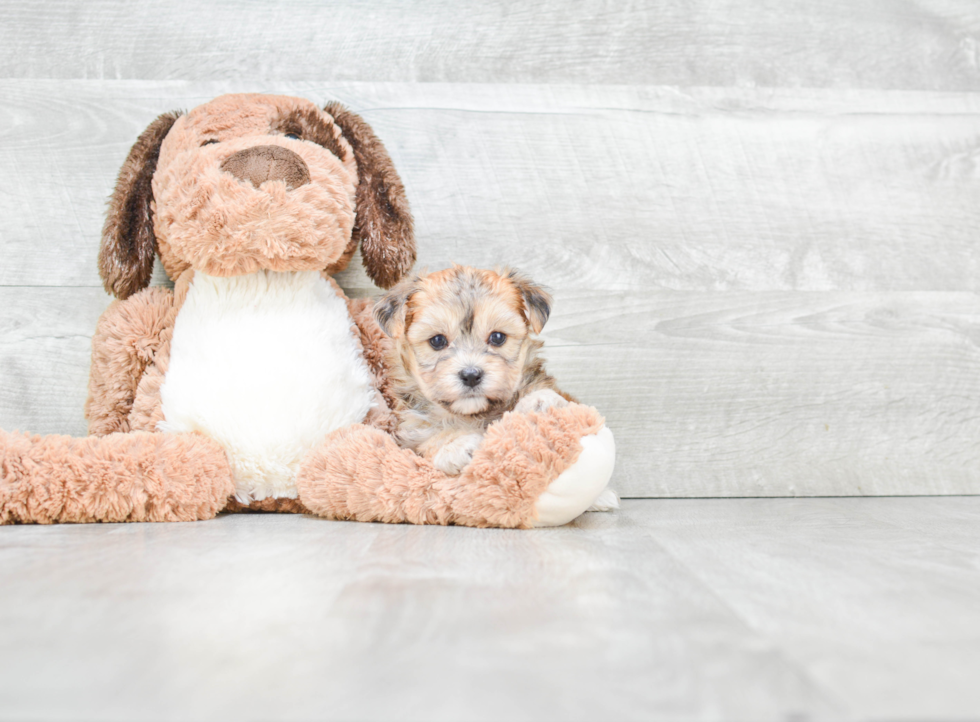 Sweet Morkie Baby