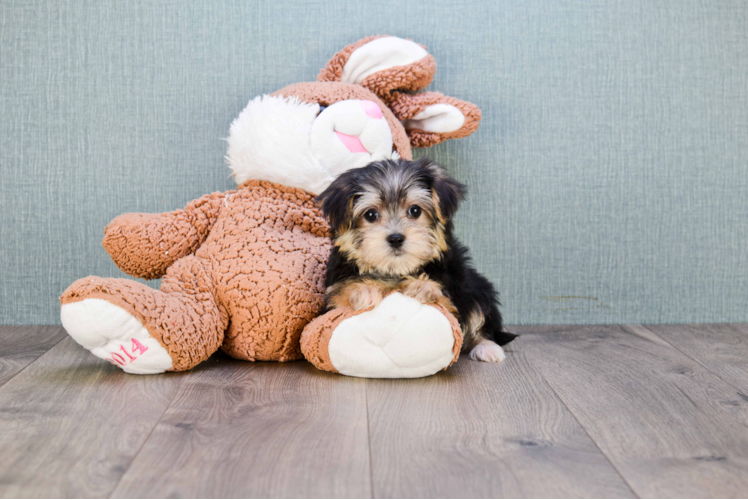 Morkie Pup Being Cute