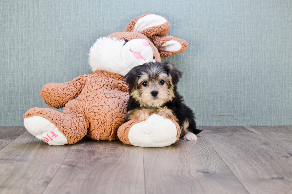 Morkie Pup Being Cute