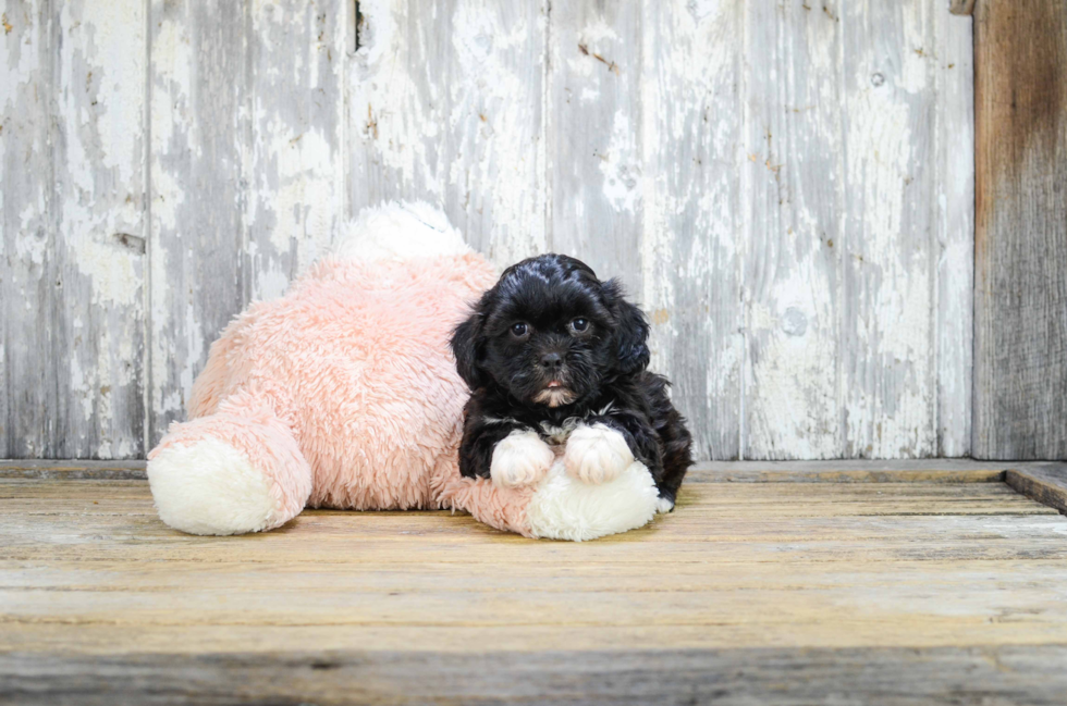 Funny Teddy Bear Designer Pup