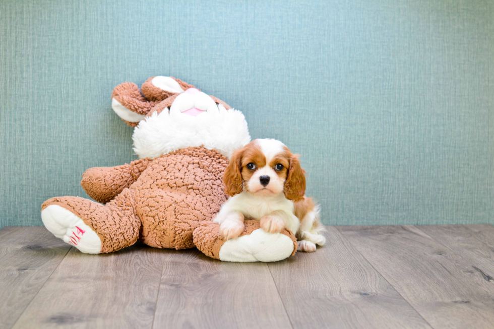 Best Cavalier King Charles Spaniel Baby