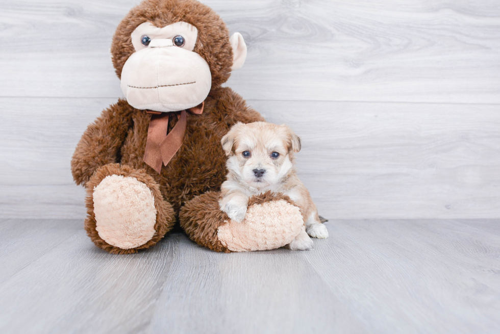Smart Morkie Designer Pup
